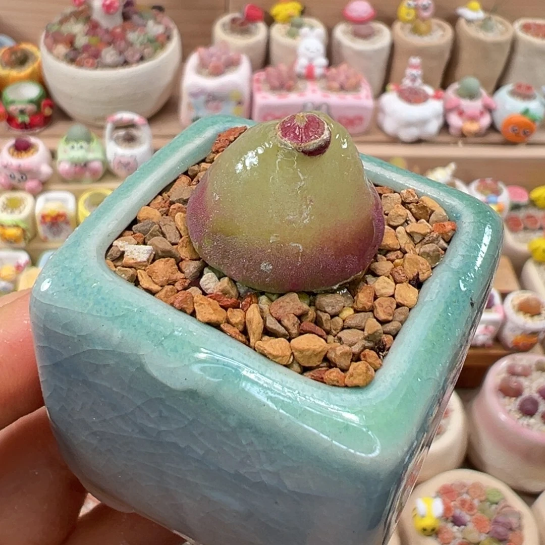 多肉植物117号灯泡