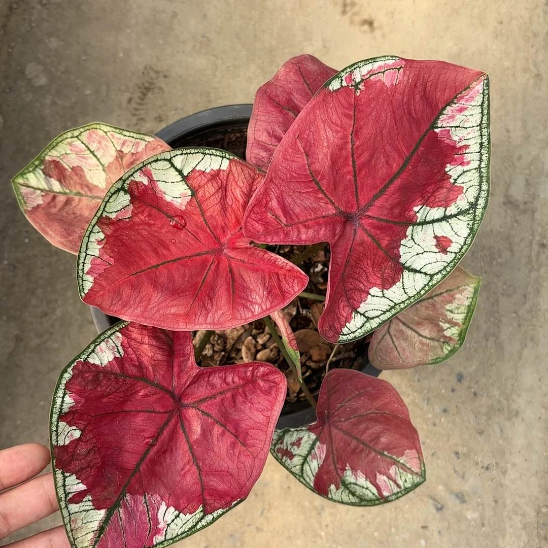 396-0117西门大官人彩叶芋泰国发货