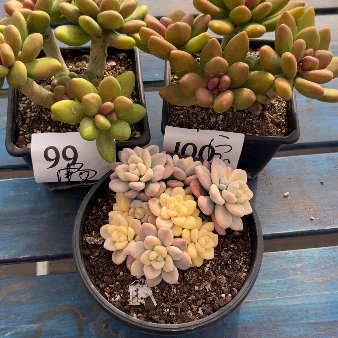 畅***宝畅宝一物一拍3颗花