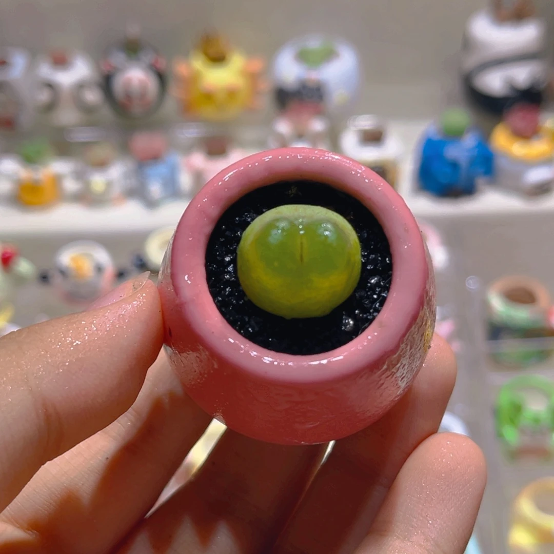 019拉登1.7厘米带盆土一套118