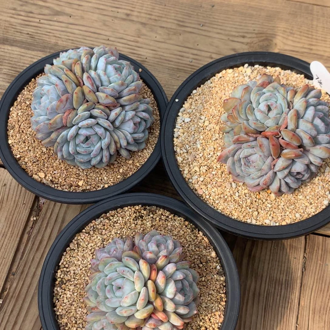 弱**千紫心星影发货多肉