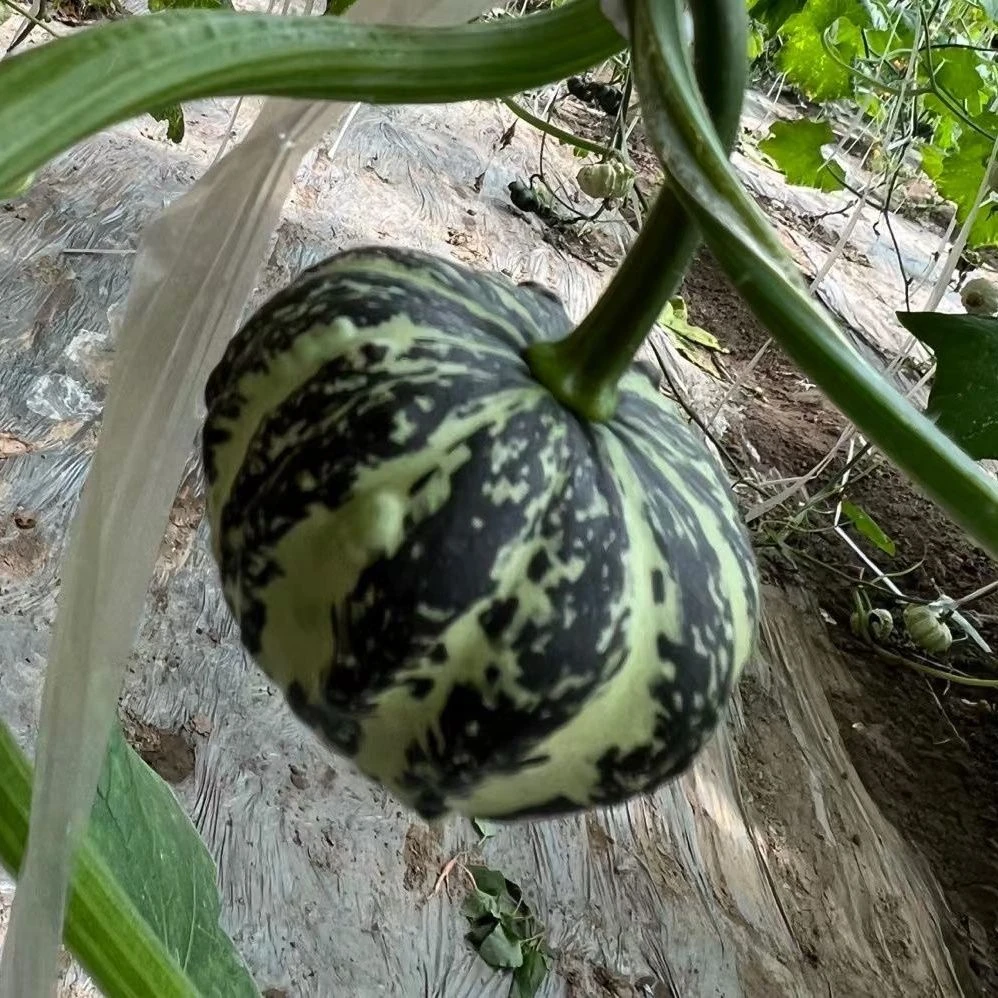 墨西哥七彩青皮葫芦，不包成，随机发货，不退不换