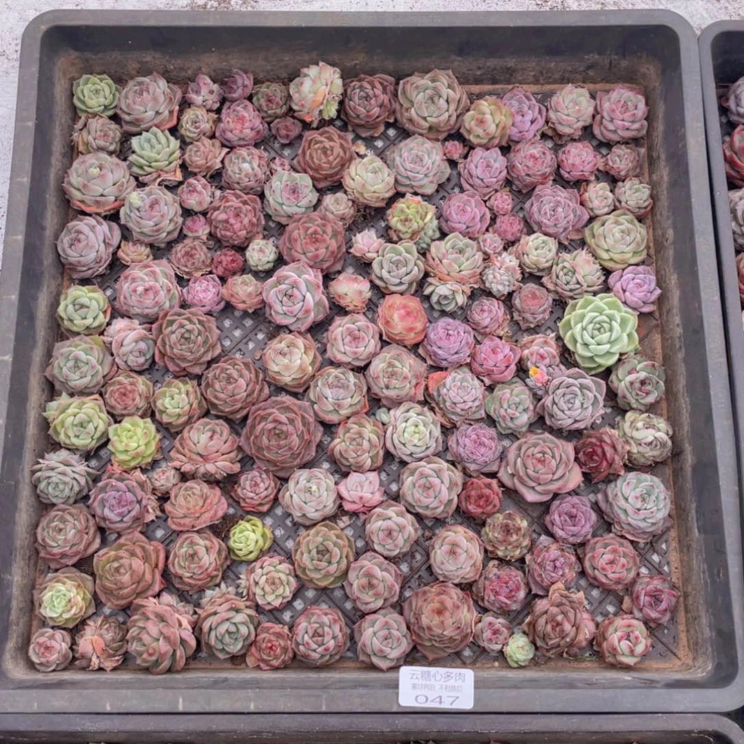 冰*云糖心多肉植物47