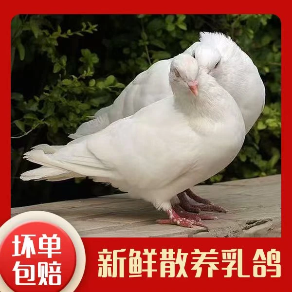 乡韵系列 飞天鸽土鸽乳鸽1100g/4只 独立装卤烤鸽子肉煲汤食材