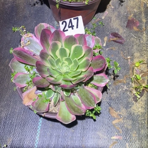 百**.白凤多肉植物法师不包损