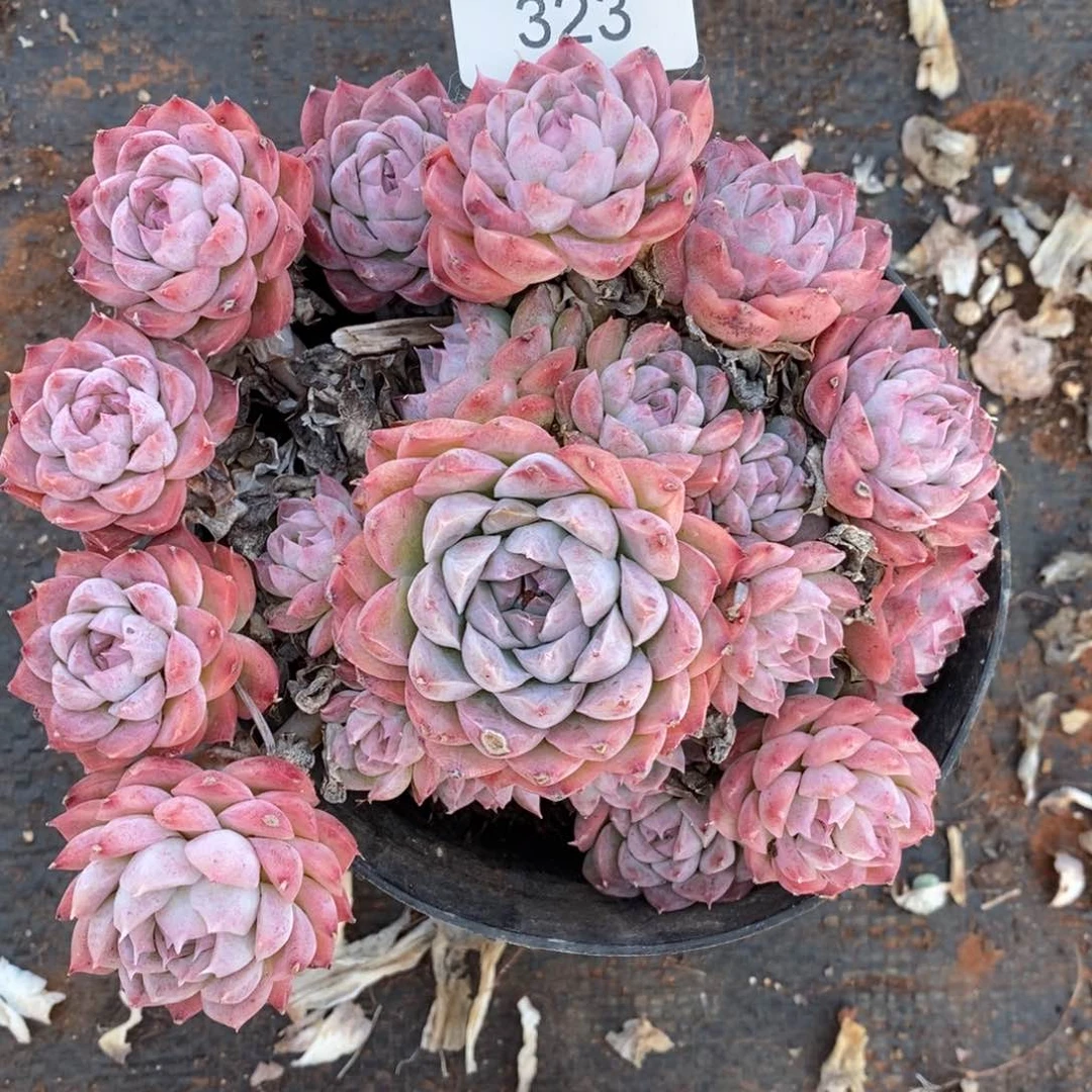 咖***辣杂交精品多肉323