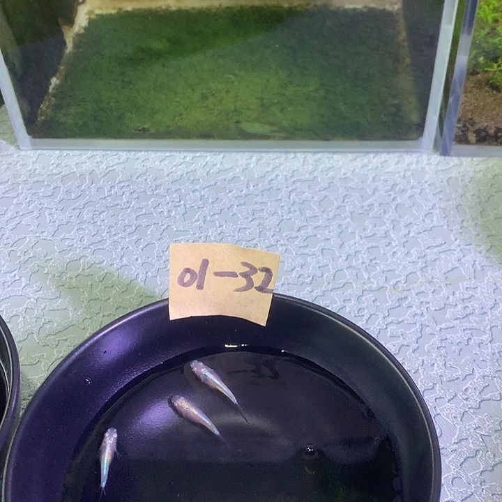 海水鱼观背青鳉小型冷水鱼