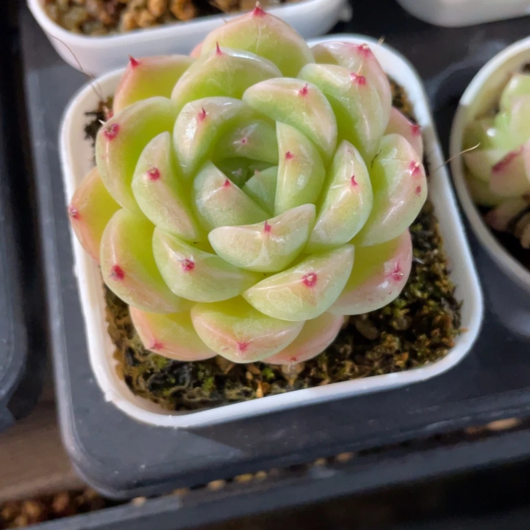 优选麦杆福利1870