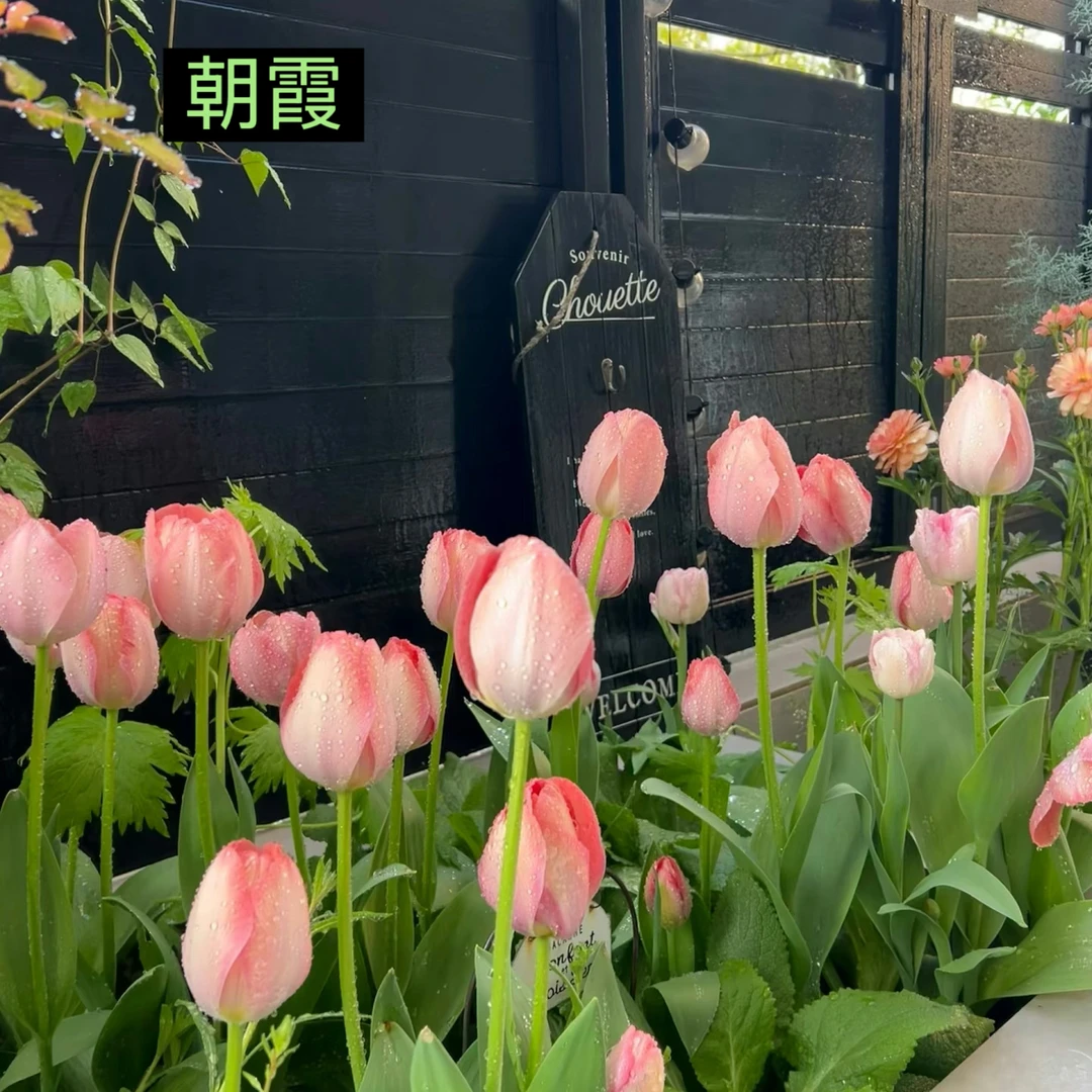 郁金香种盆栽3个种球