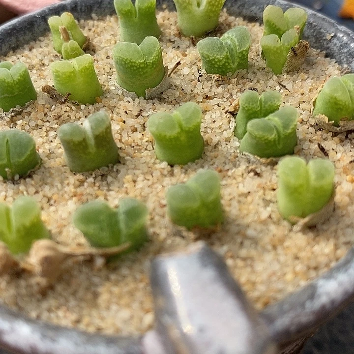 奶瓶风铃10颗。