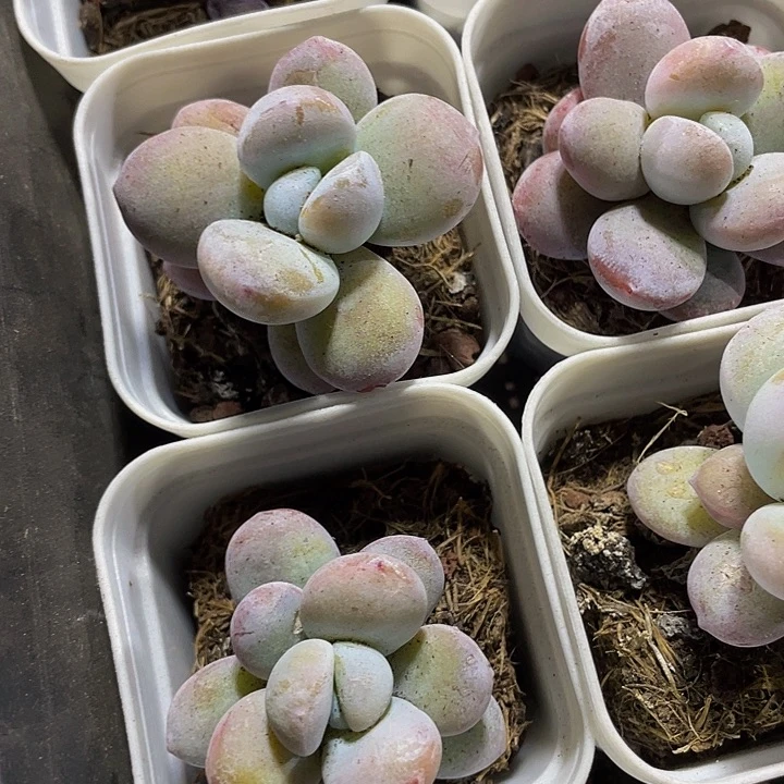 雪美人2.8带盆土发