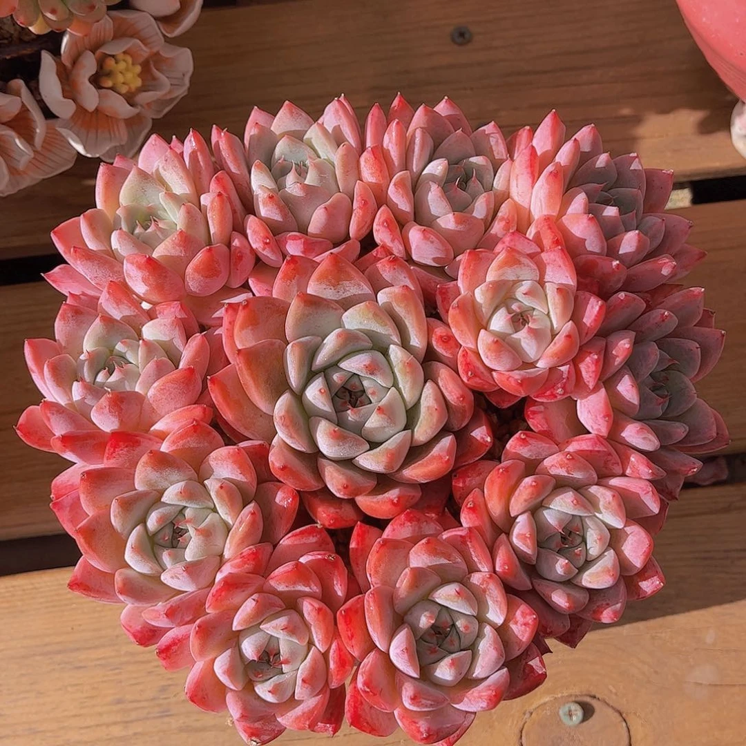 极品如梦令捧花多肉