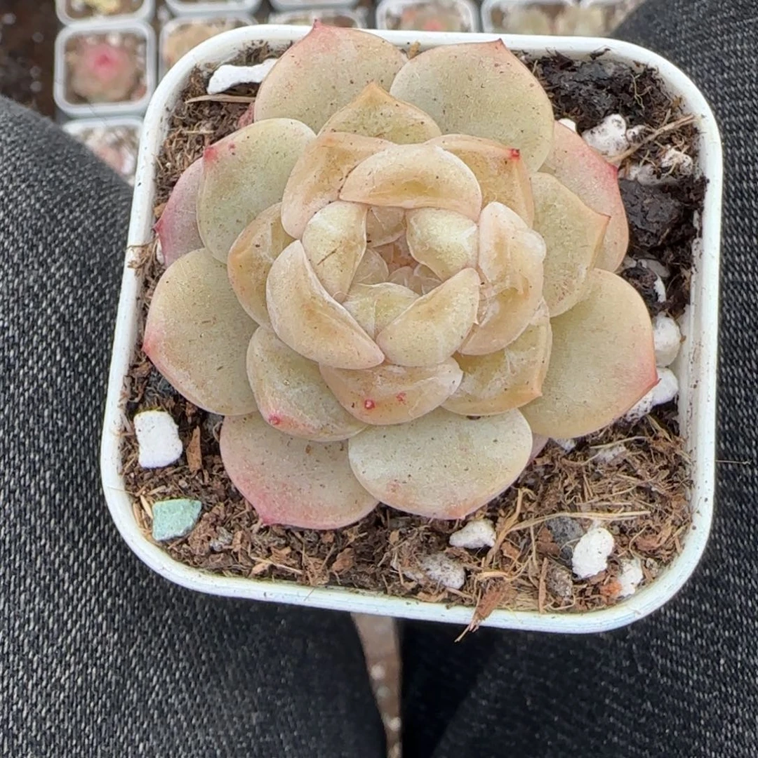 多肉小卡拉米糖心一物一拍