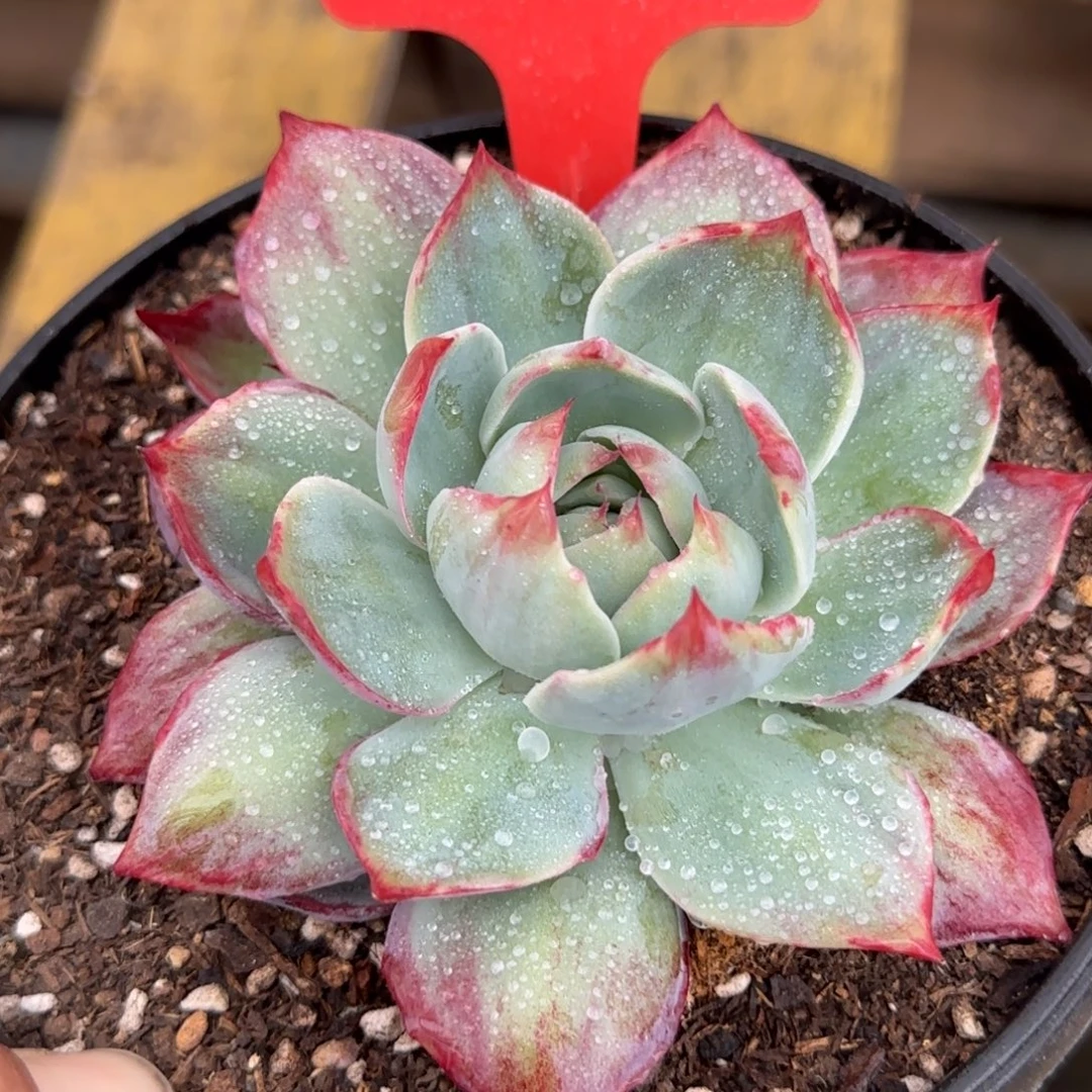 惊鸿一物一拍包装收缩花旱205