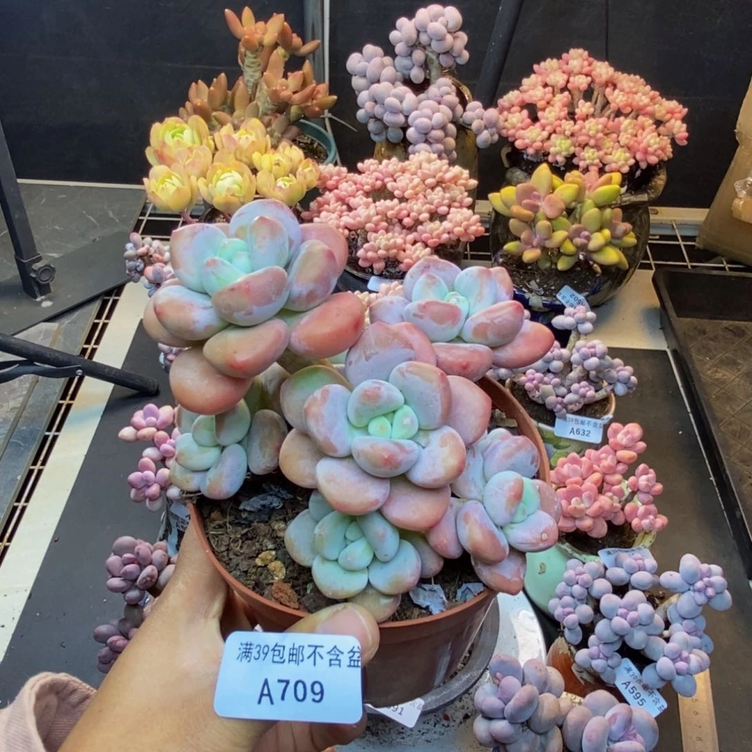 709樱花洛神多肉10c m