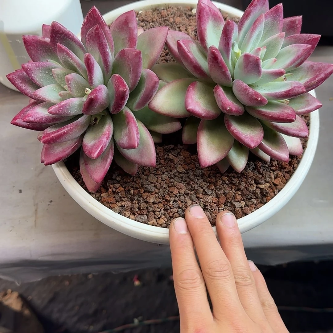 云****?赫本露丝 寄养 000000