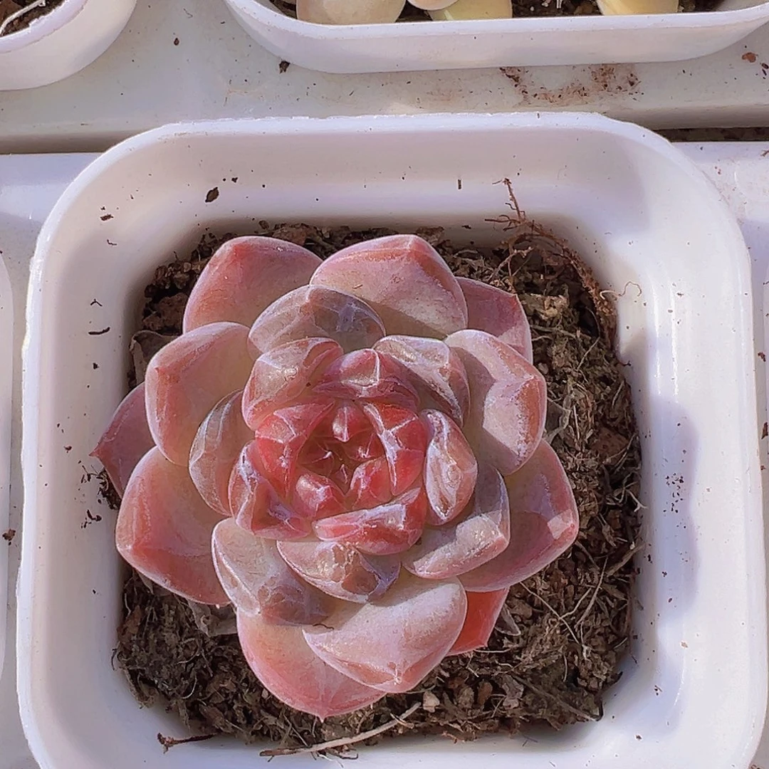 精品冰魄19包邮多肉植物