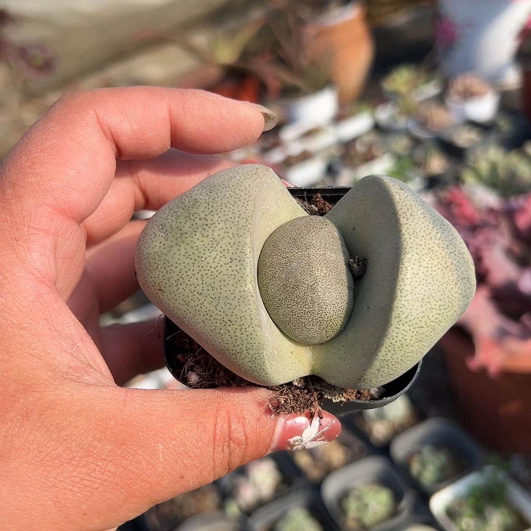 多肉植物绿帝玉元宝