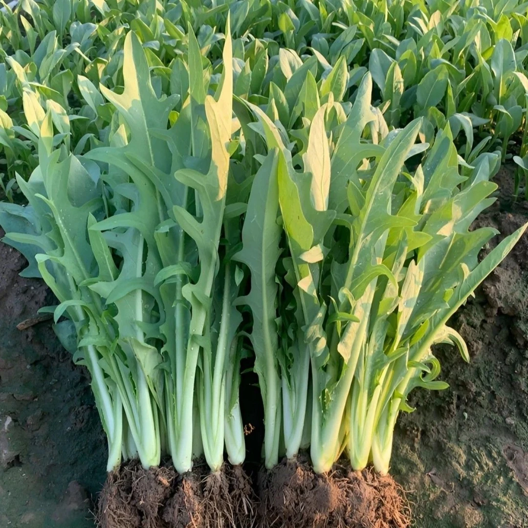 广西博白甜麦菜菜秧种苗带泥带根四季可种白梗软脆甜口花芽蔬菜苗