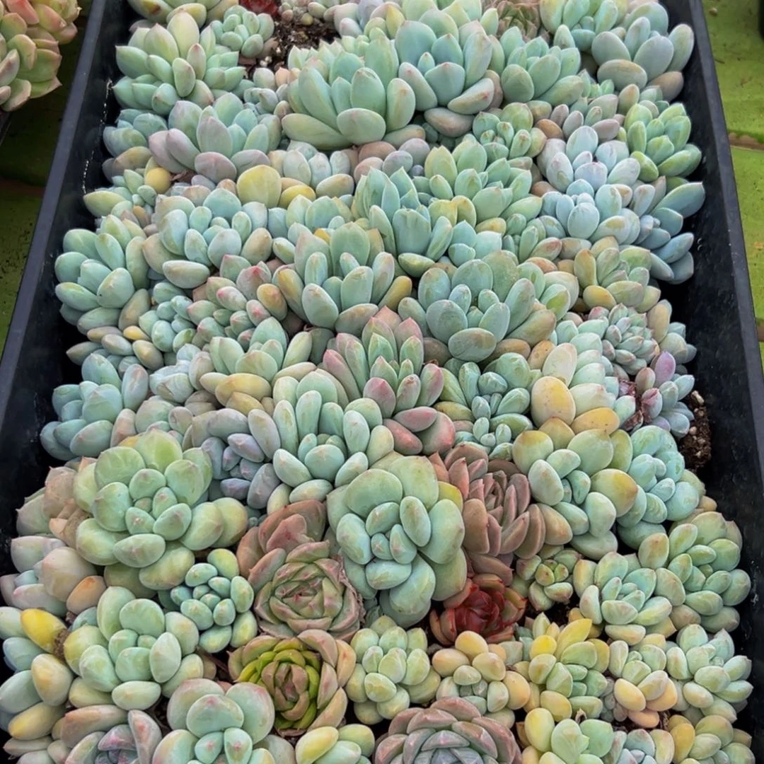 520多肉葡萄的价格是什么样呢