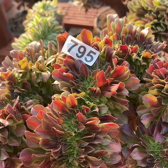 茶***语多肉植物一种香非中班