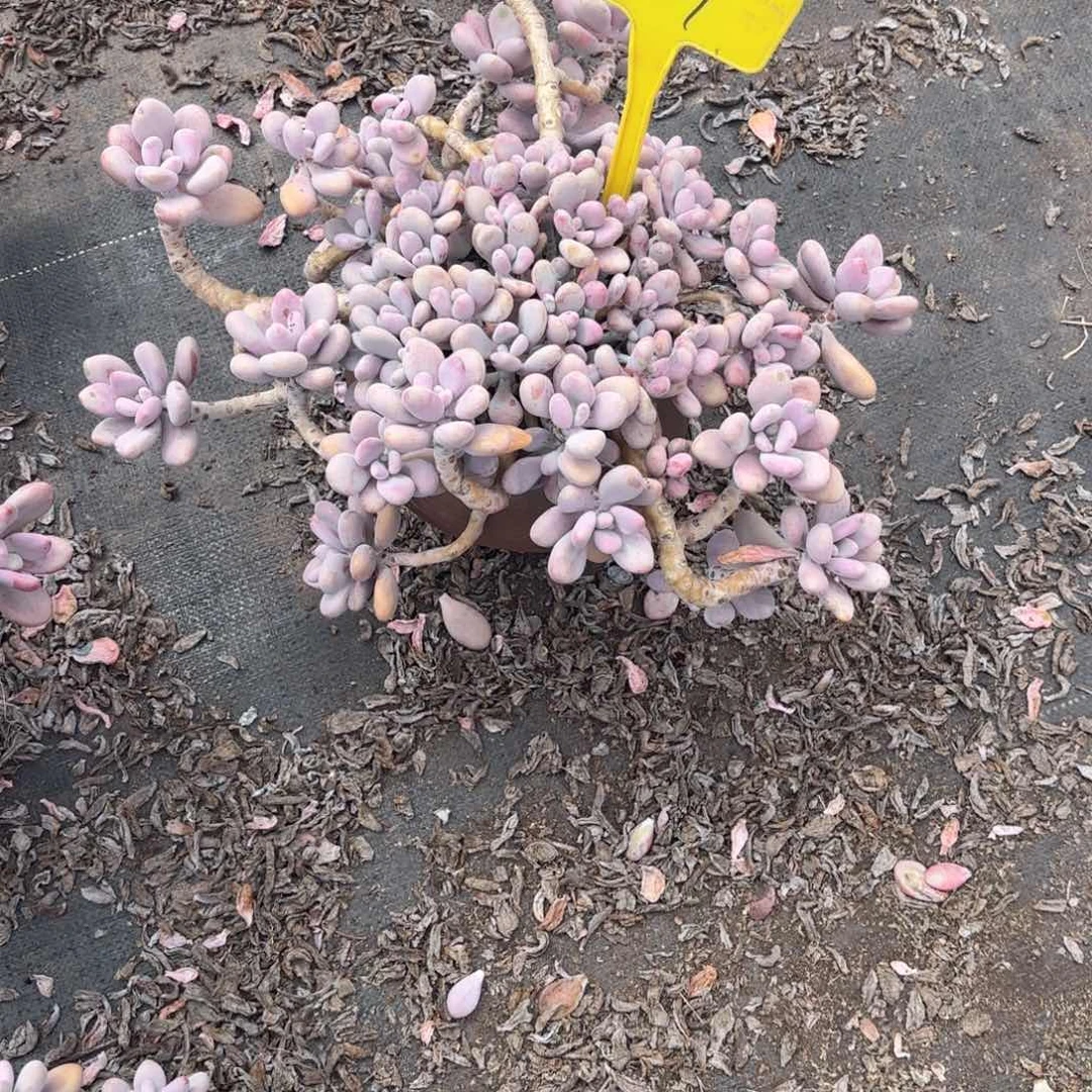 田*37号老庄多肉植物