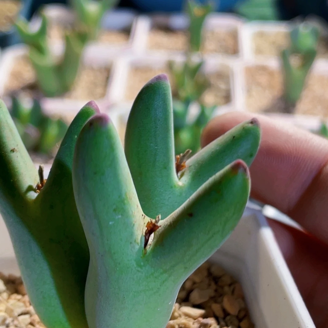 毛体皮卡丘植物一物一拍