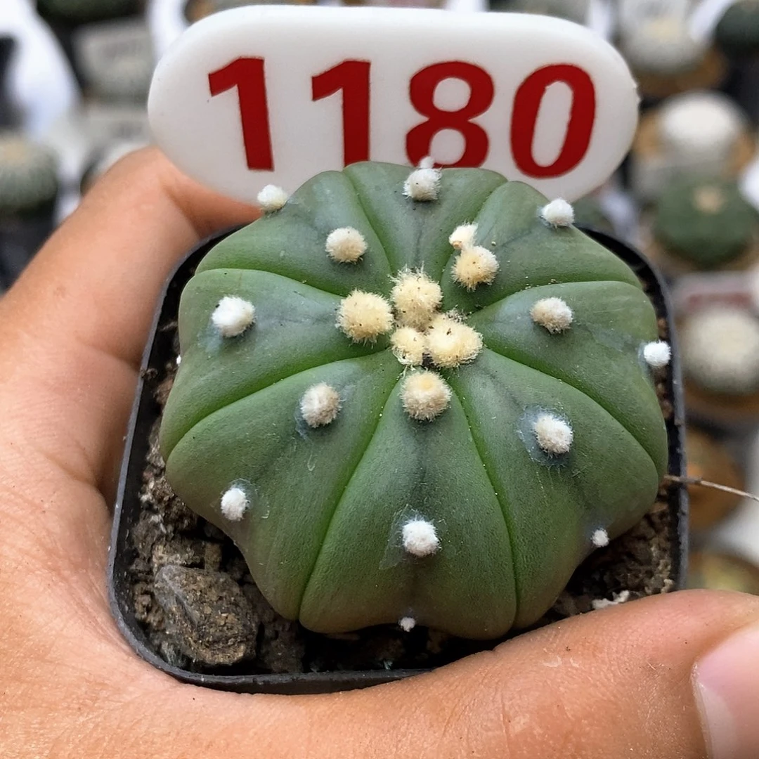 180福利特价来了打不