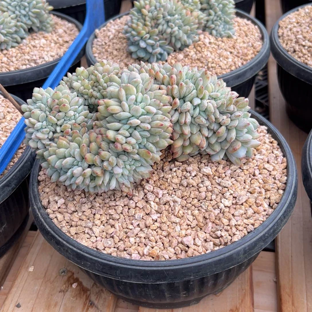 遥**2新年快乐 新年快乐 新年快乐