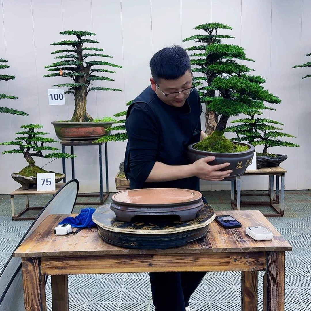 济州真柏造型盆景