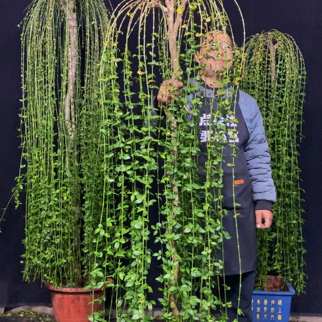 三台迎春花，一物一拍，落叶