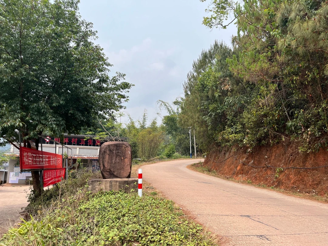 柏林】景谷2021头春古树 高海拔森林冰糖甜 普洱茶生茶 纯净清凉感