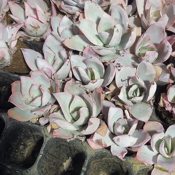 小广寒宫1元带土发