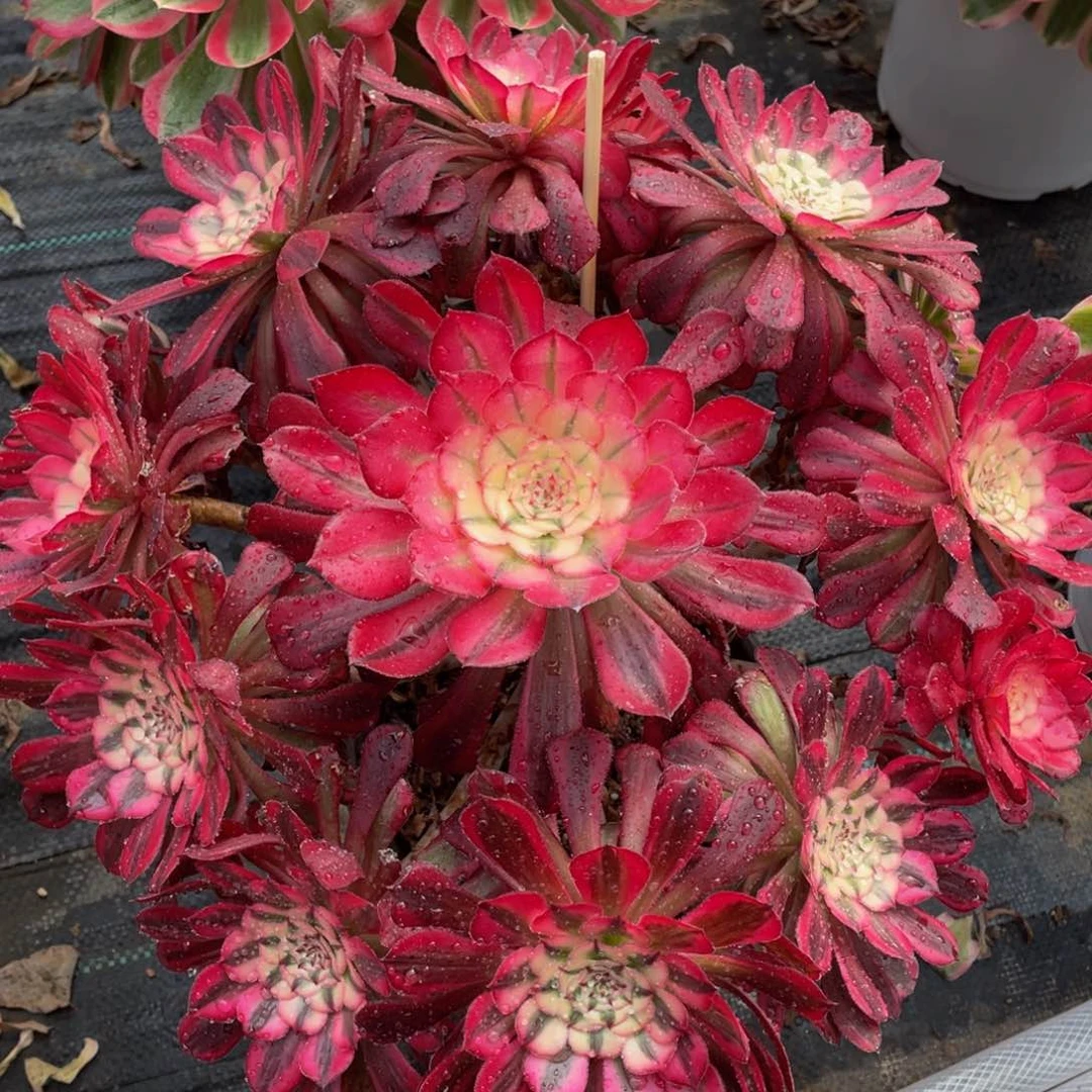 561红铜超白锦精品法师多肉