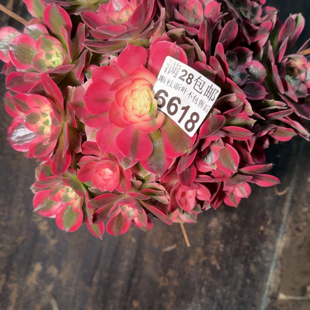 6618女郎多肉植物