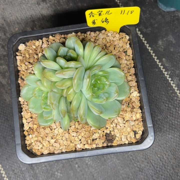 瓜***儿瓜宝儿大型珍妮一颗