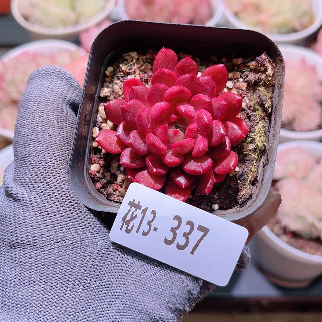 花13-337红宝石单头