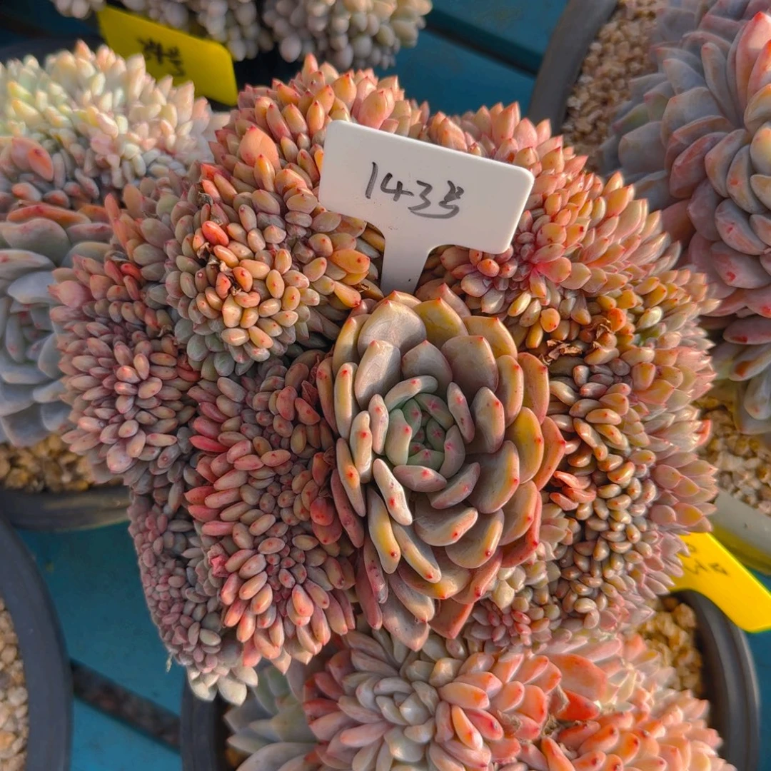 143号多肉1111111111111