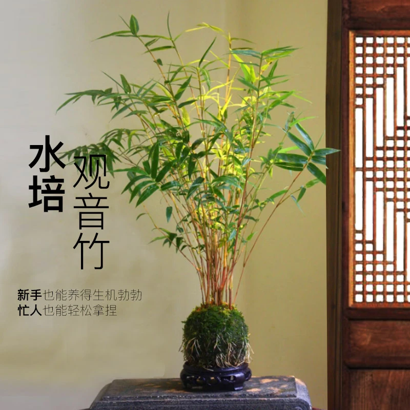 红观音竹苔藓球茶台桌席办公桌绿植水培植物盆栽植物室内竹盆景