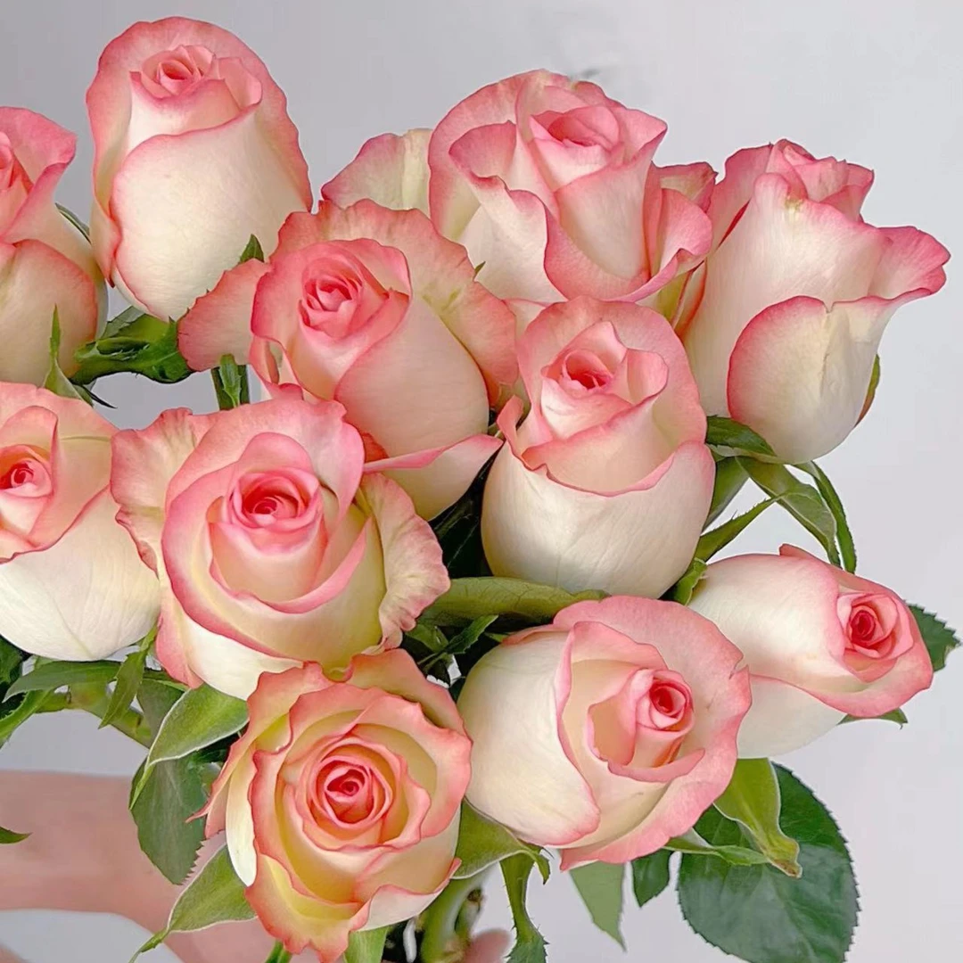 鲜花【艾莎玫瑰】家庭同地址两单京东或邮政送货上门+配草1扎