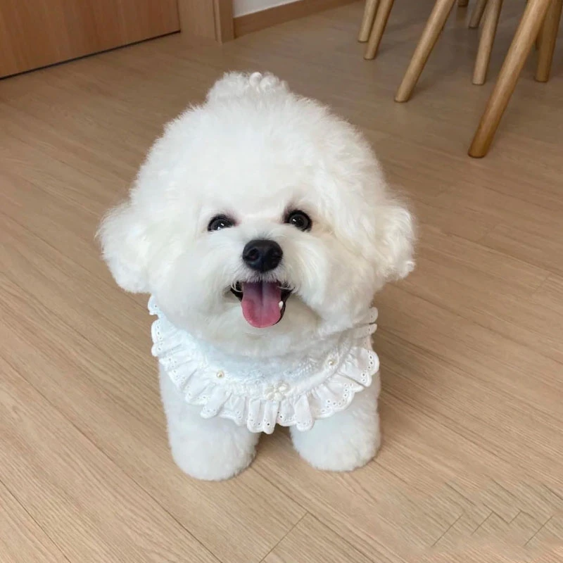 比熊幼犬飞耳比熊犬小型犬茶杯犬活体纯种宠物狗狗