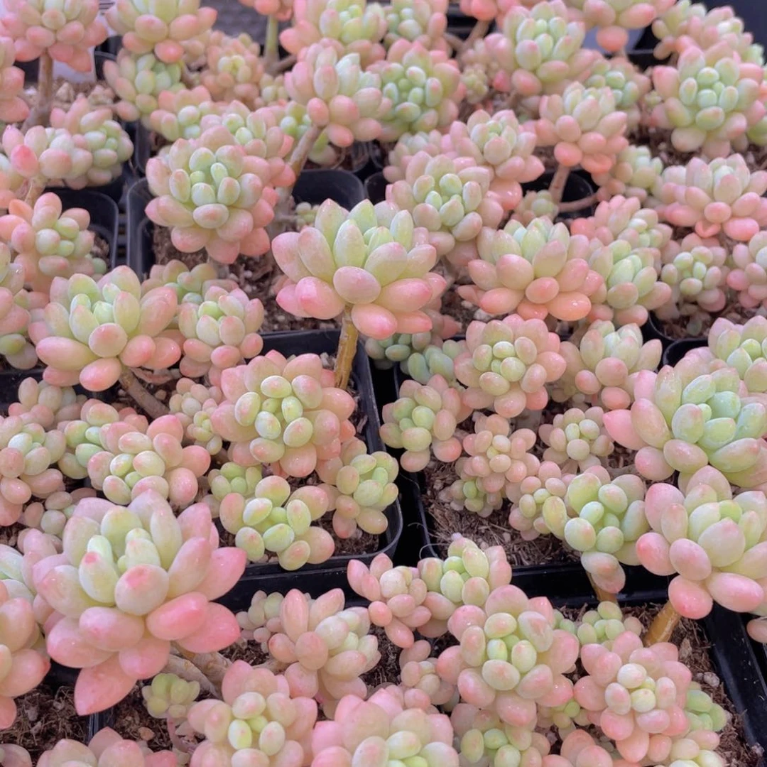 量拍3号 小仙女鱼子酱多头群生一个