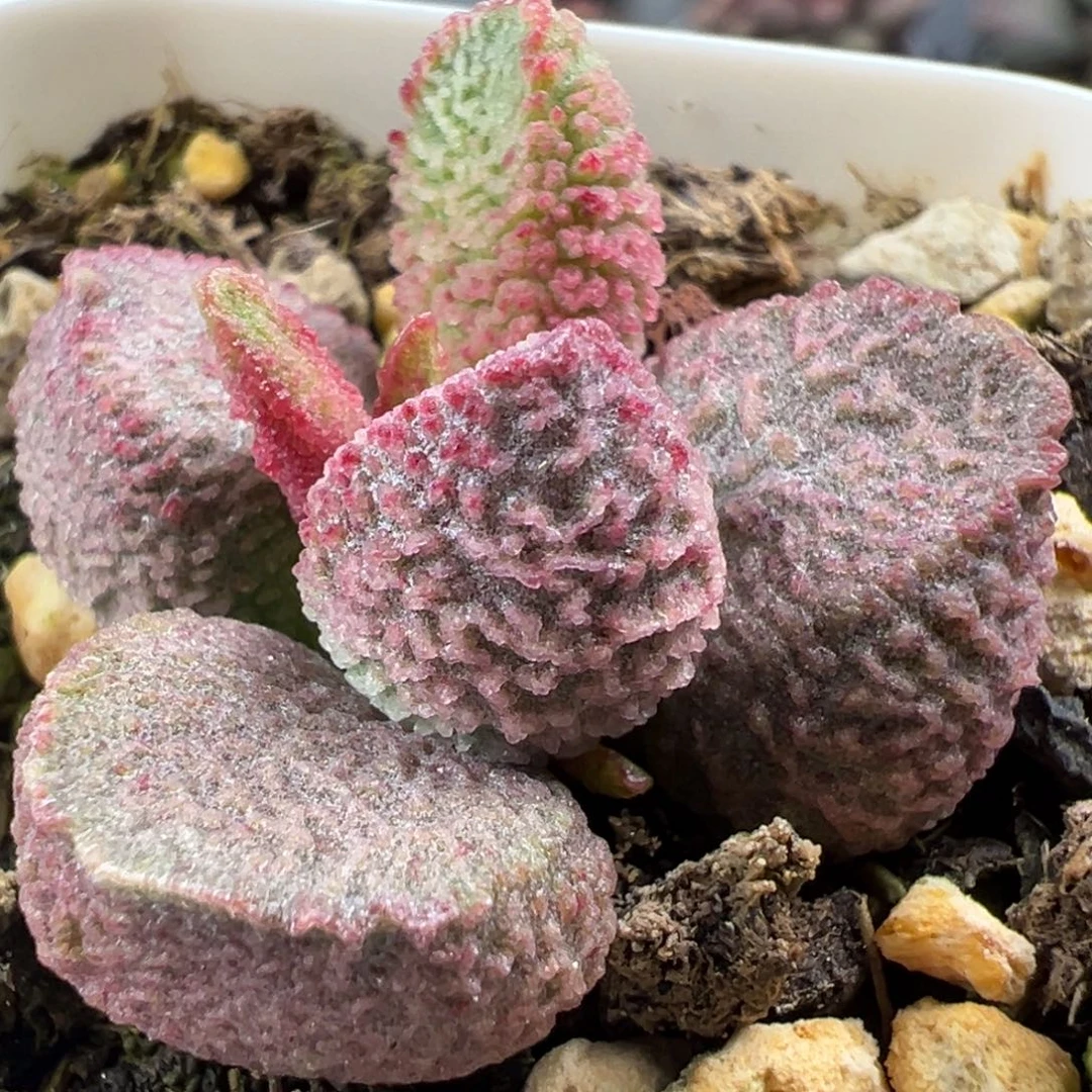 实生新品多肉植物水泡多肉植物