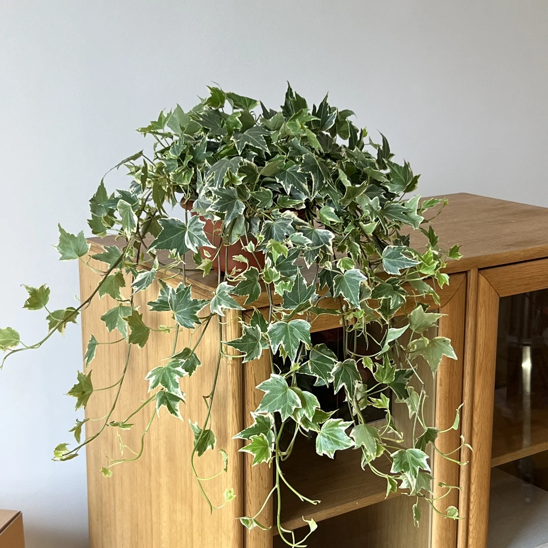 垂吊油画常春藤吊兰植物壁挂绿植挂墙悬挂树叶常青盆栽室内挂墙花