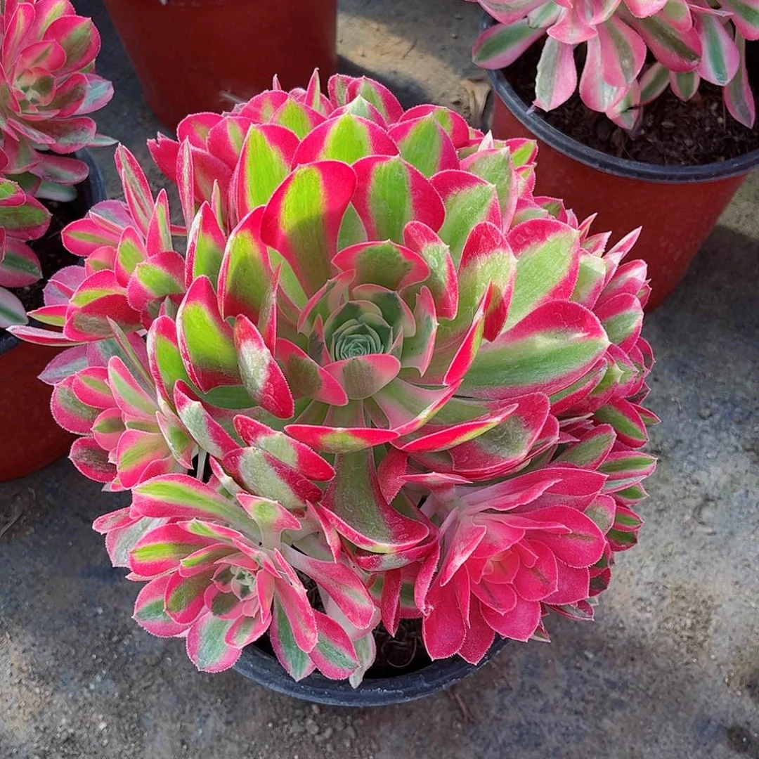 多肉植物七彩石349