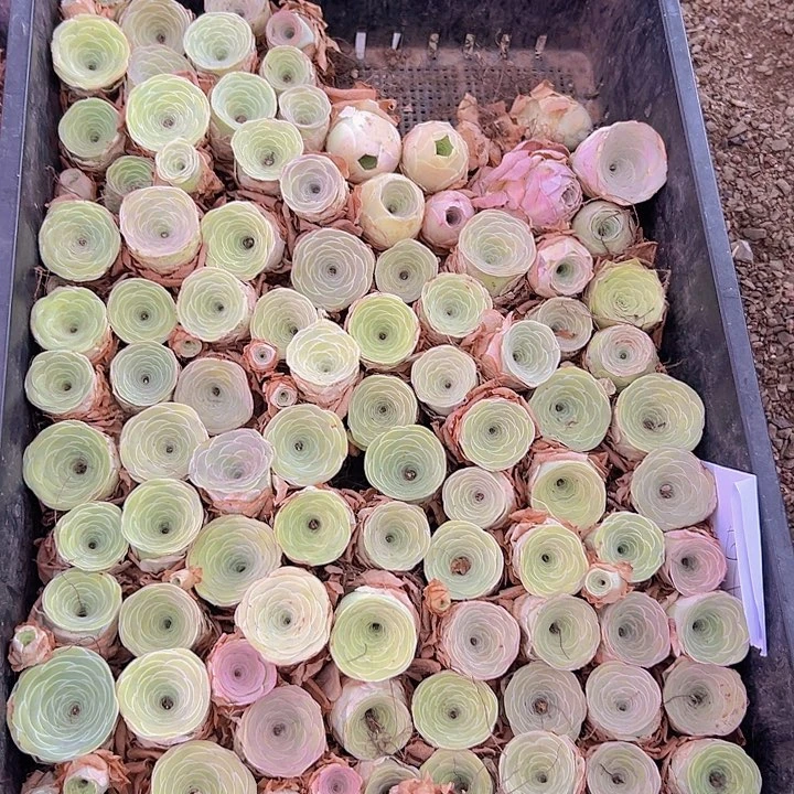 山地玫瑰多肉酒杯一筐