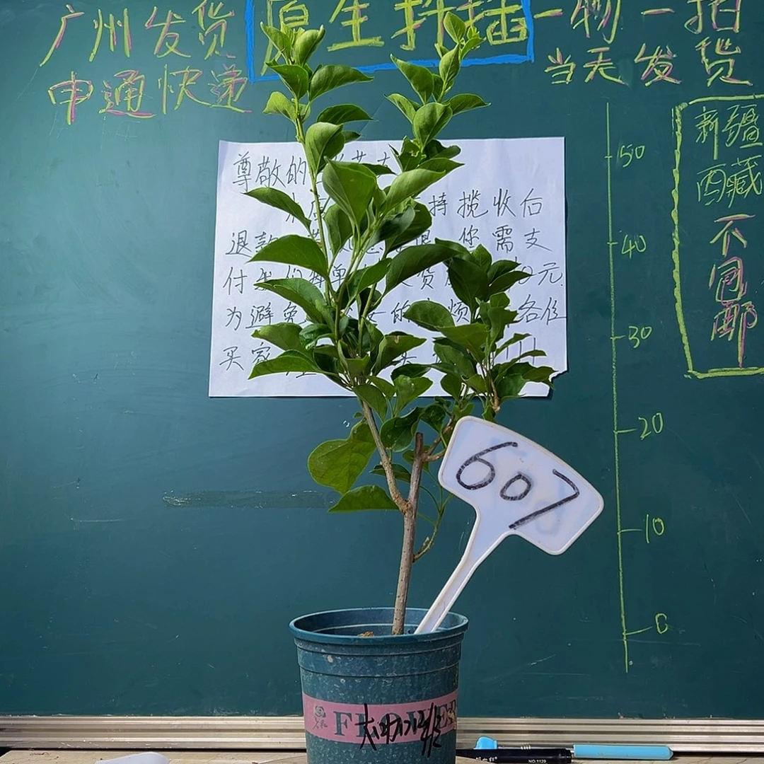 当前无花栽培后可以开花天鹅绒大咖啡 607