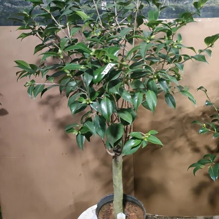 792圣诞帽，原盆原土发货，不包邮