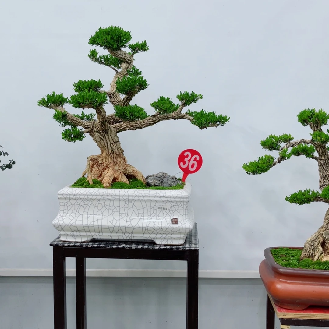 以实际为准精品黄杨老桩