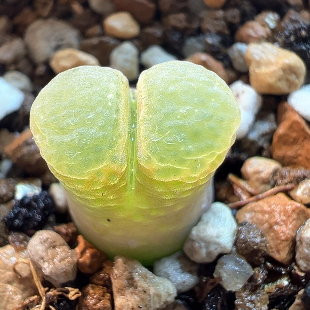 285多肉植物种类多样